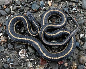 Giant Garter Snake 1.jpg