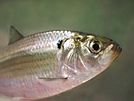 Gizzard Shad Dorosoma cepedianum