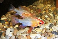 Gold Ram Cichlid