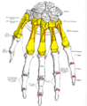 Gray220 - Metacarpus