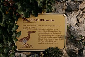 Graz Schlossberg Waldrapp Infotafel