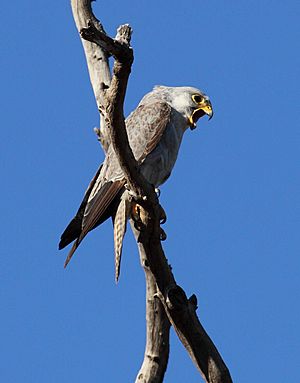 Grey Falcon (1) - Christopher Watson.jpg