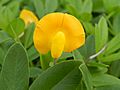 Groundnut Flower