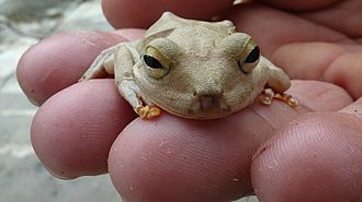 Hypsiboas crepitans (Wied-Neuwied, 1824)3