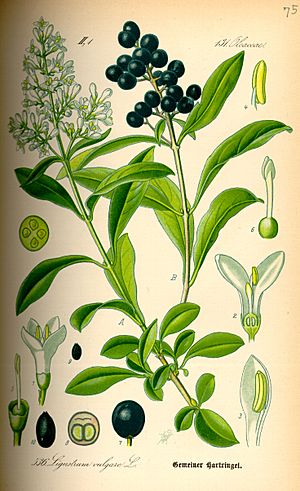 Illustration Ligustrum vulgare0