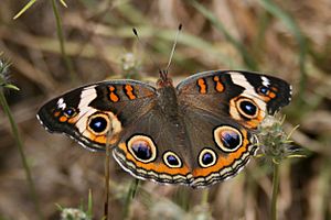 Junonia coenia