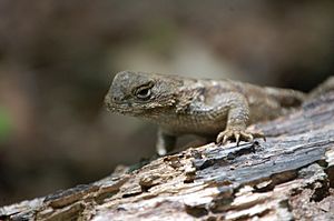 Juvenile Eastern Fence Lizard