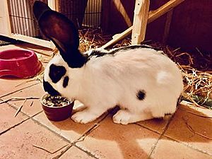 Lapin papillon18.jpg