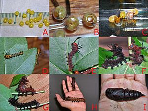 Larval development- Imperial moth