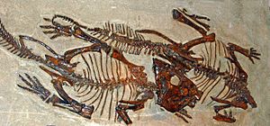 Leptoceratopsidae - Leptoceratops.JPG