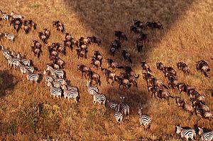 Maasai Mara 341