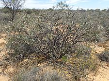 Melaleuca fabri habit