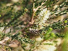 Melaleuca viminea (leaves, flowers, fruits)