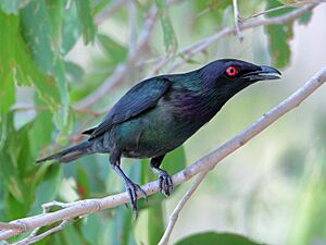 Metallic Starling 7115.jpg