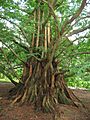 MetasequoiaGlyptostroboides