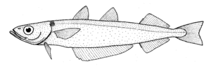 Micromesistius australis (southern blue whiting).gif