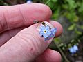 Myosotis sylvatica Flower head