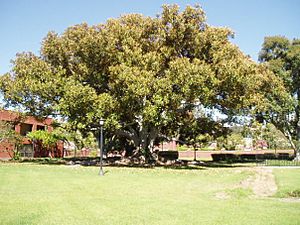 North lawn - William Andrews Clark Memorial Library