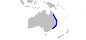 Orectolobus ornatus rangemap.png