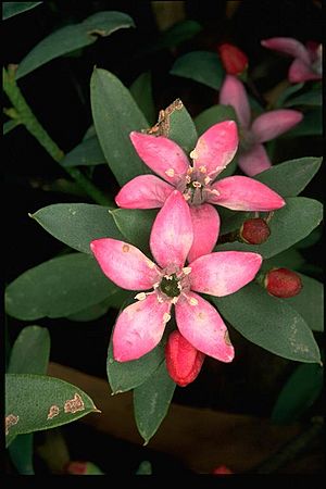 Philotheca myoporoides brevipedunculata (2)