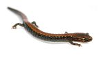 Plethodon cinereus1.jpg