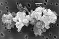 Porous chondriteIDP