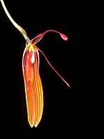 Restrepia nittiorhyncha Orchi 01.jpg