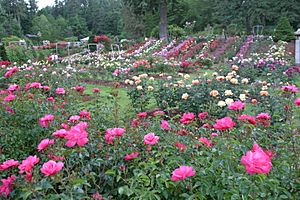 RoseTestGardenPortland