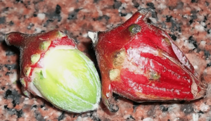 Roselle (Hibiscus sabdariffa)