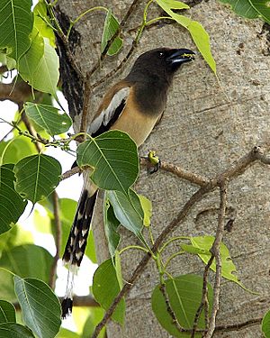 Rufous Treepie (Dendrocitta vagabunda)-8.jpg