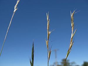 Rytidosperma racemosum72 flowerhead6 (9433111129).jpg