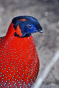 Satyr Tragopan Osaka.jpg