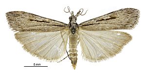 Scoparia s.l. indistinctalis male.jpg