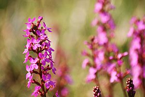 Stylidium graminifolium flower spike