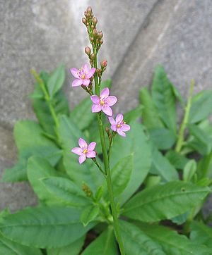 Talinum crassifolium 2.jpg