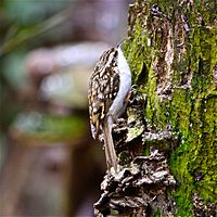 Treecreeper.jpg