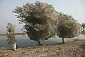 Trees cocooned in spiders webs