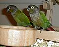 Two Green-Cheeked Conures