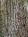 Ulmus minor Stapleford bark