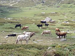 Vacas en Peñalara