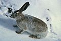 White tailed jackrabbit on snow.jpg