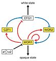 Whiteopaqueregulation