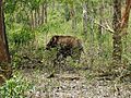 Wildlife Western Ghats