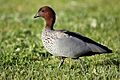 Wood-Duck-male