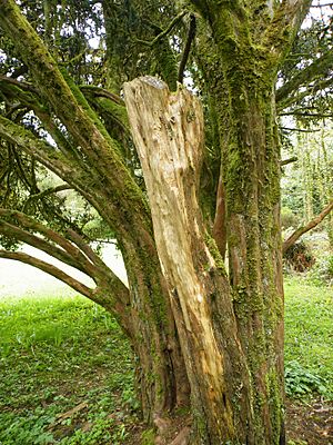 Yew trunk Florence court