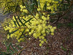 Acacia prominens 2