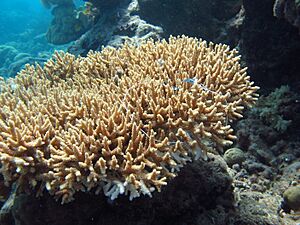 Acropora donei, Masig.jpg