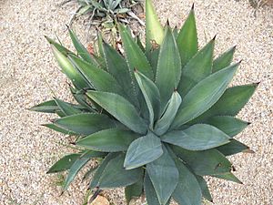 Agave murpheyi 01.jpg