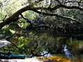 Alafia River near Lithia Springs Park