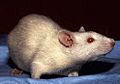 Albino Rat